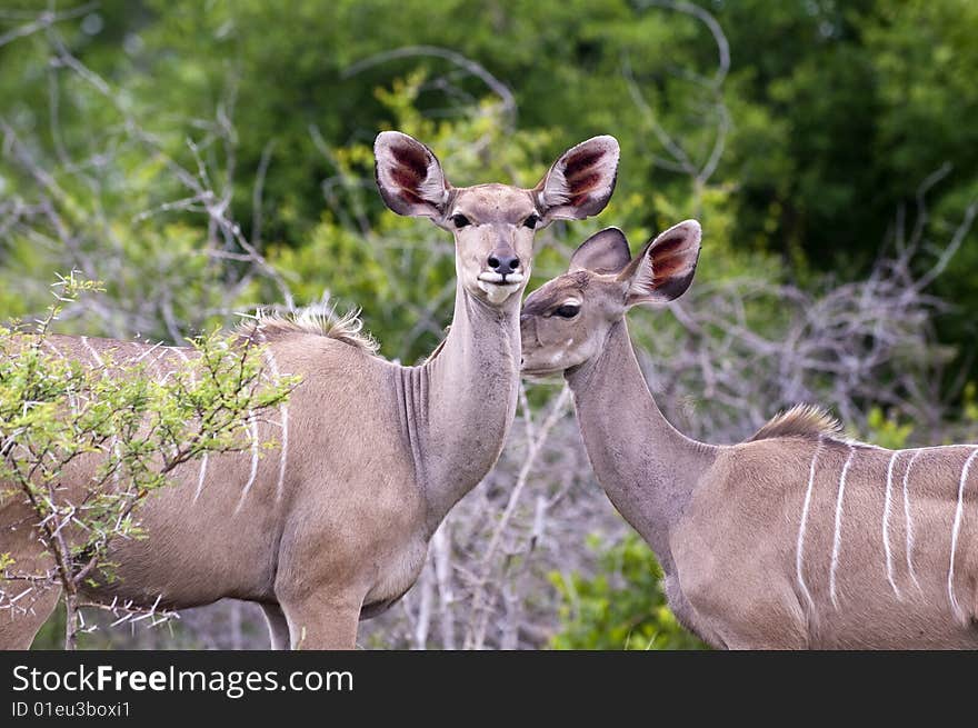 Kudu mother with her cub