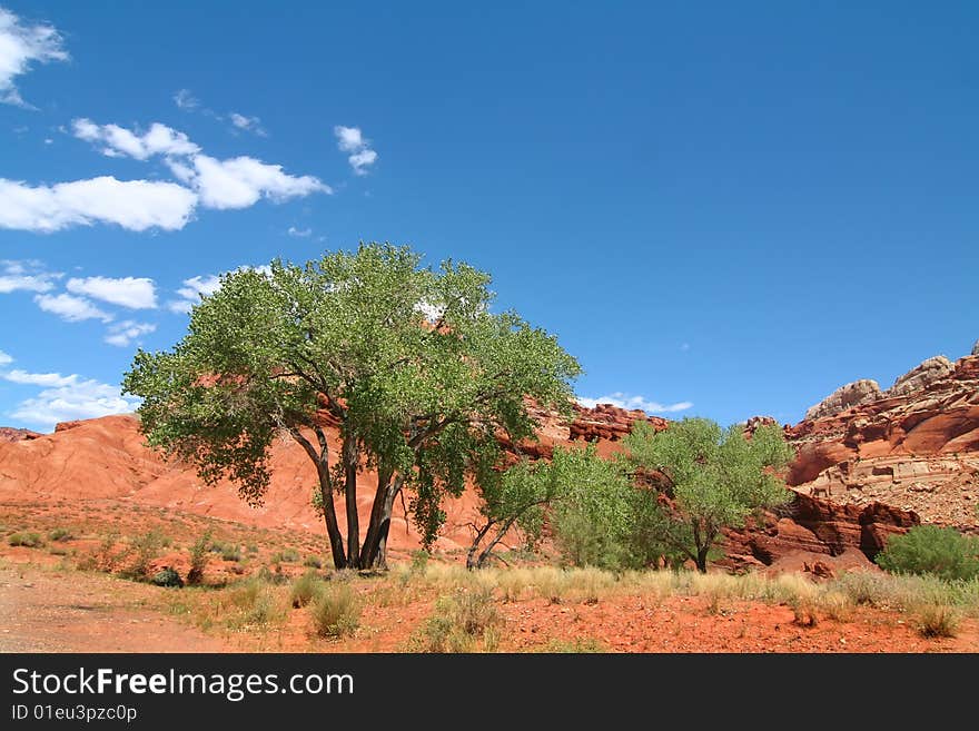 Capitol Reef National Park