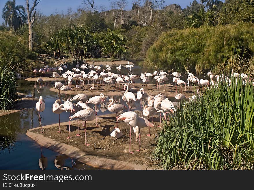 This is a picture of flamingoes on an S curve by a winding river. This is a picture of flamingoes on an S curve by a winding river