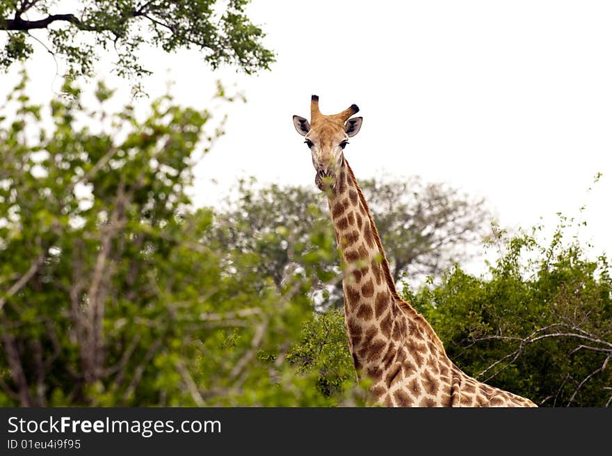 Giraffes in Kruger Park, South Africa