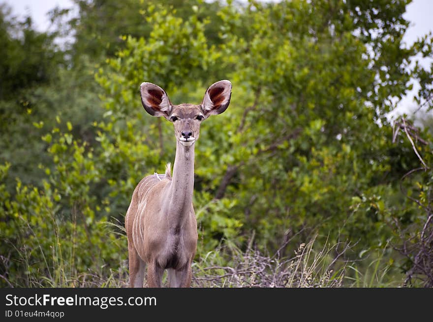 Female Kudu