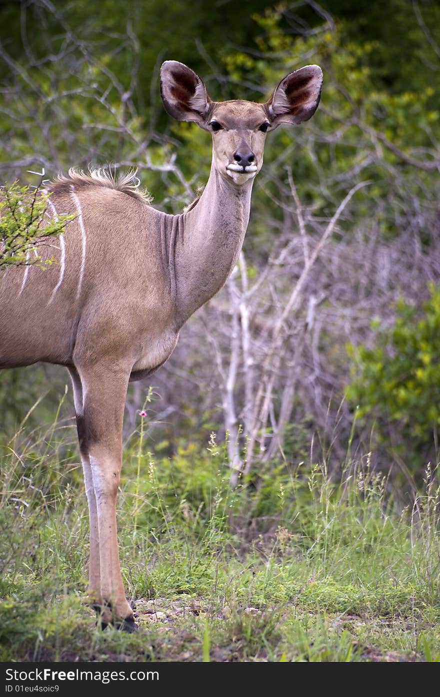 A female kudu, a large species of antelope, on a South African game farm