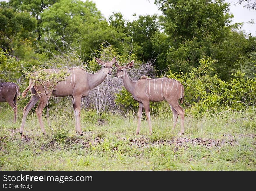 Kudu mother with her cub