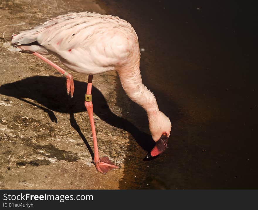 Flamingo Taking A Drink