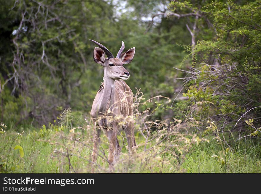 Young Male kudu