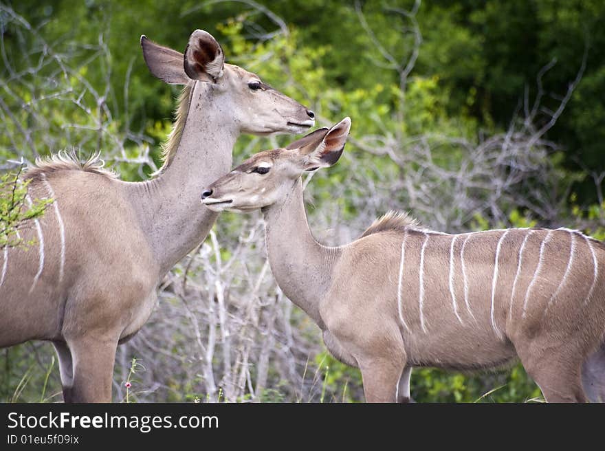 Kudu mother with her cub