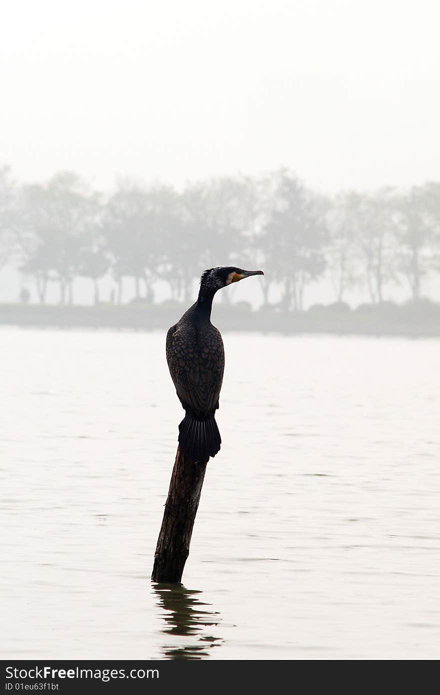 Pandion haliaetus