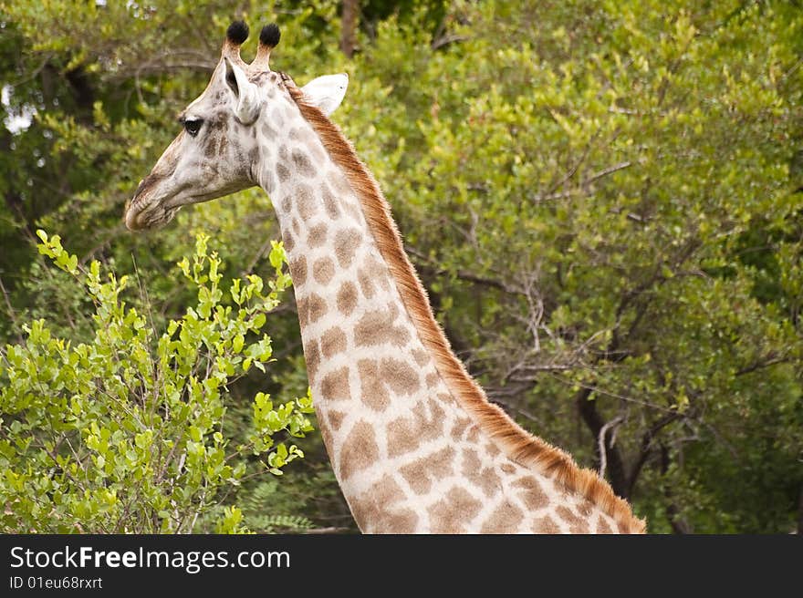 Giraffes in Kruger Park, South Africa