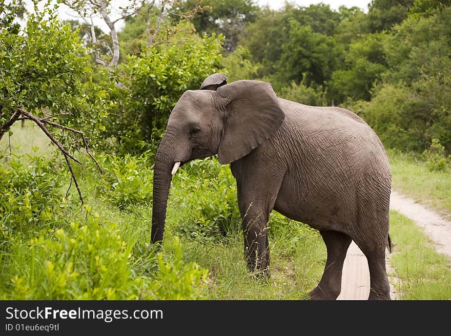 Elephant In Kruger Park