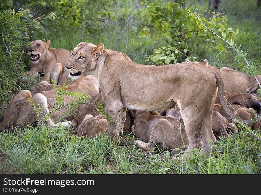 Lion family eating their prey