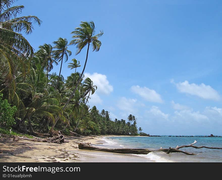 Beautiful tropical exotic palm beach view. Beautiful tropical exotic palm beach view