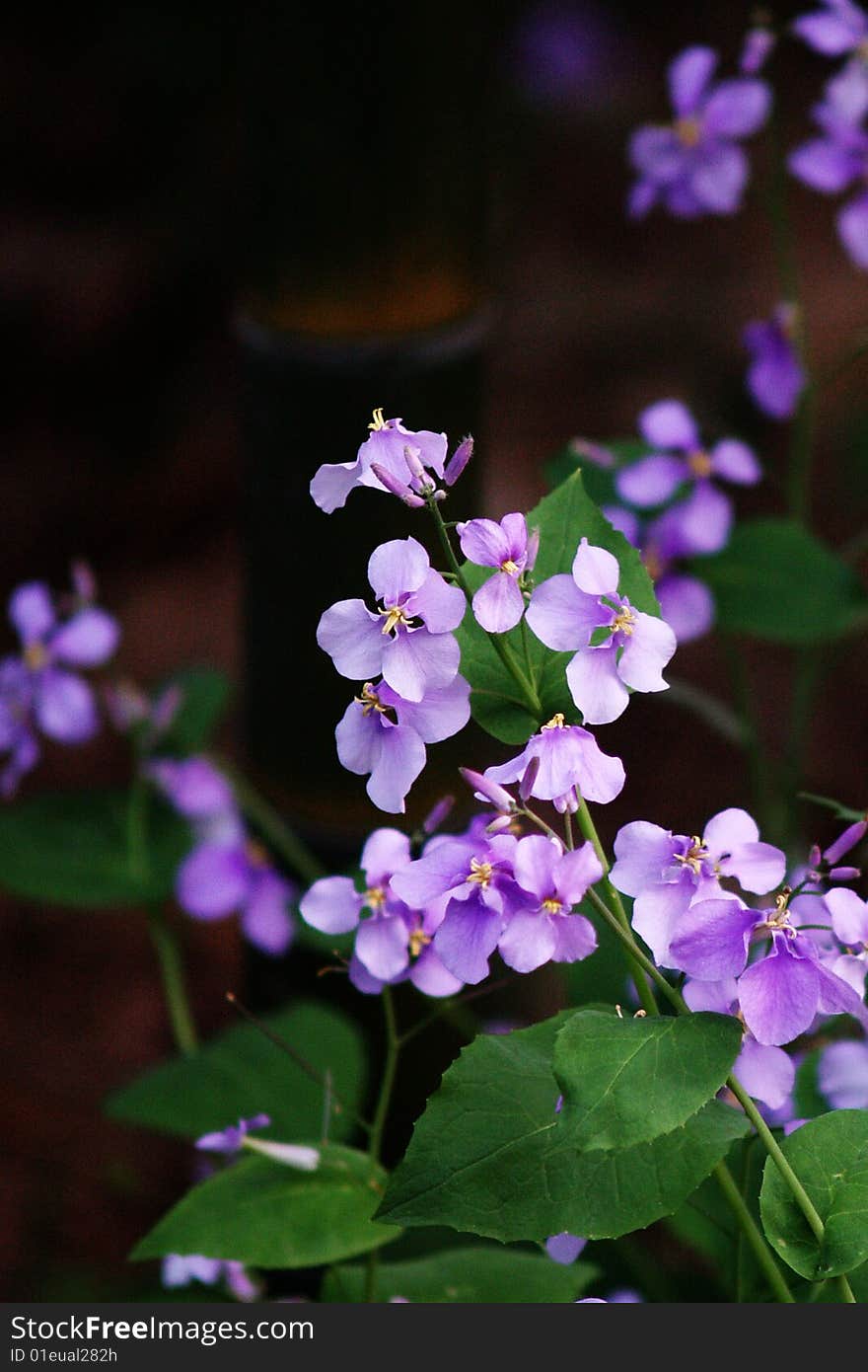 Purple flower