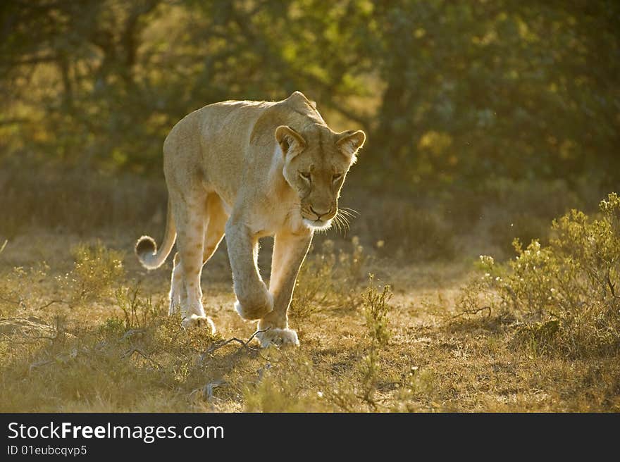 The evening sun backlights the lioness as she smells for a meal. The evening sun backlights the lioness as she smells for a meal