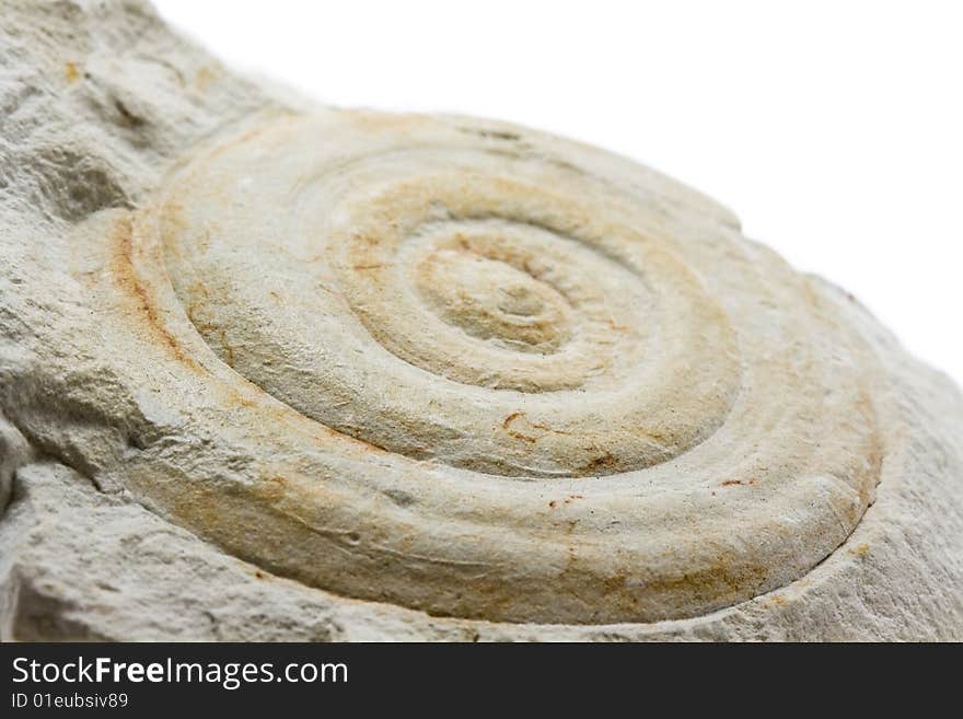 A close-up of a fossil surrounded by rock with a white background