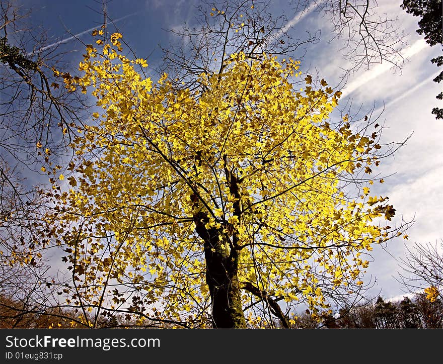 View of nice autumn tree. View of nice autumn tree