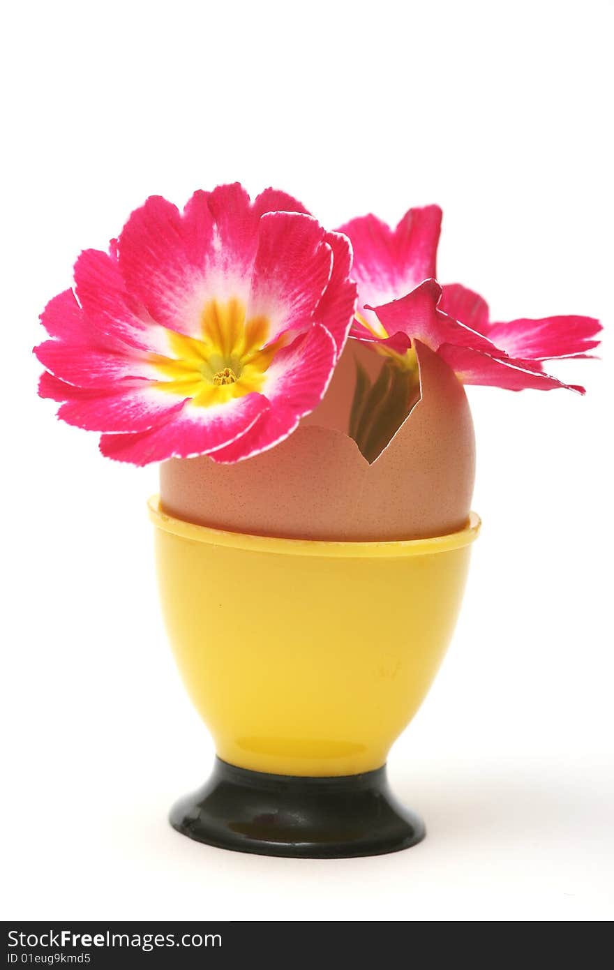 Easter pink flower and easter egg on white background.