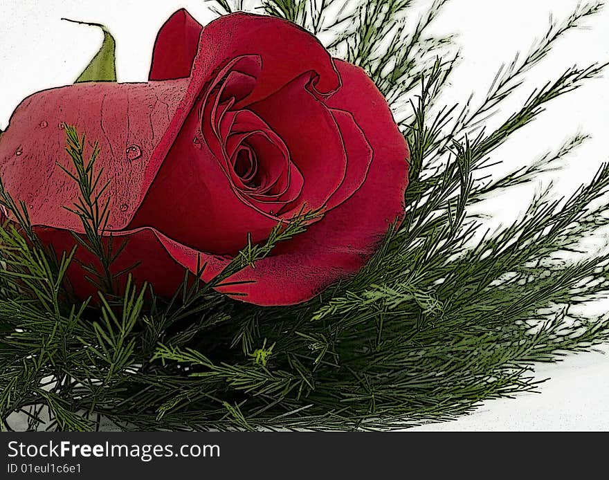 Red Rose for Various Holidays and Events