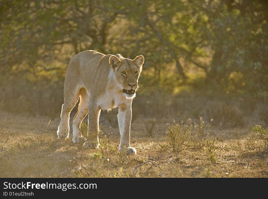 The Backlit Lioness hunts towards the Photographer. The Backlit Lioness hunts towards the Photographer