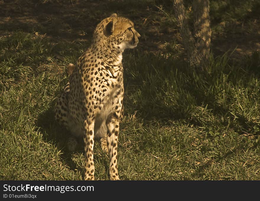 Cheetah in the Grass