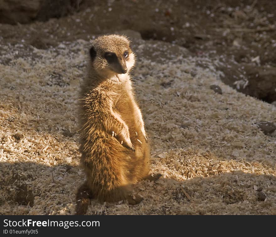 This is a picture of a meerkat