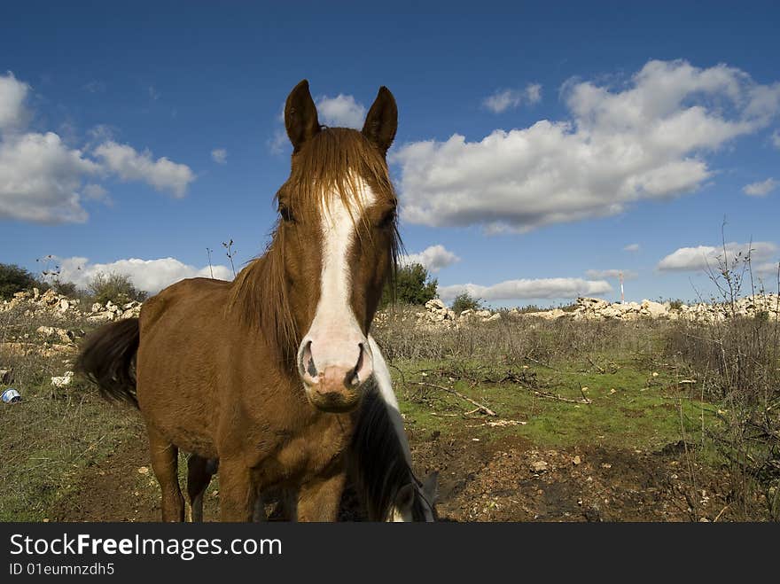 Horses quietly feed on the mountain pastures