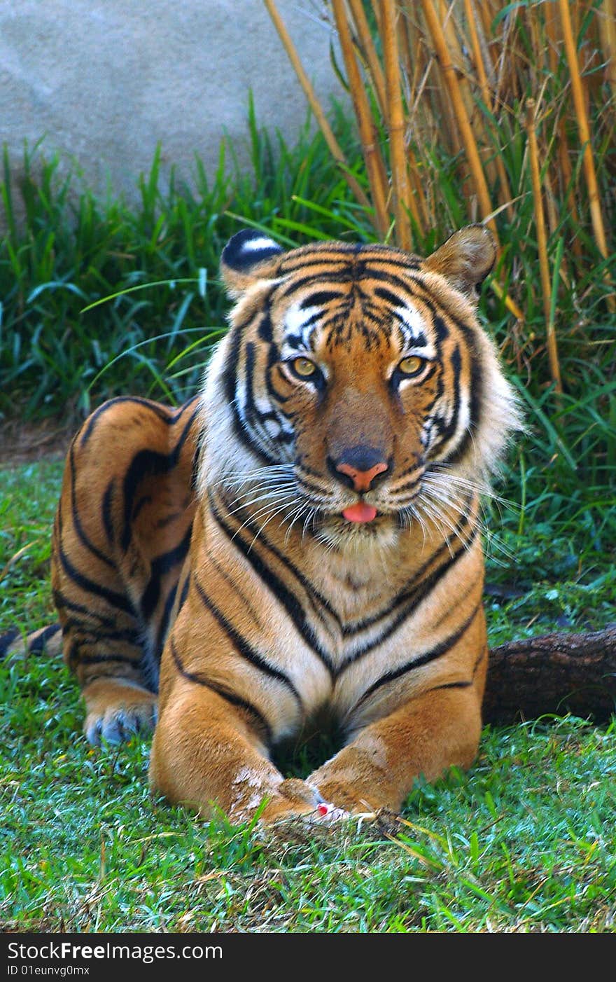 Orange tiger sitting in green grass