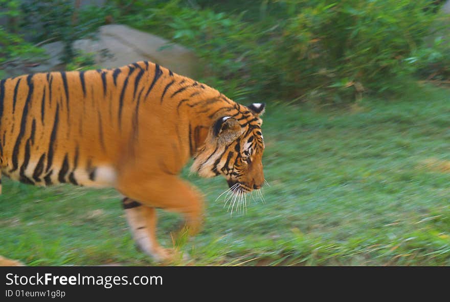 Orange tiger walking in green grass