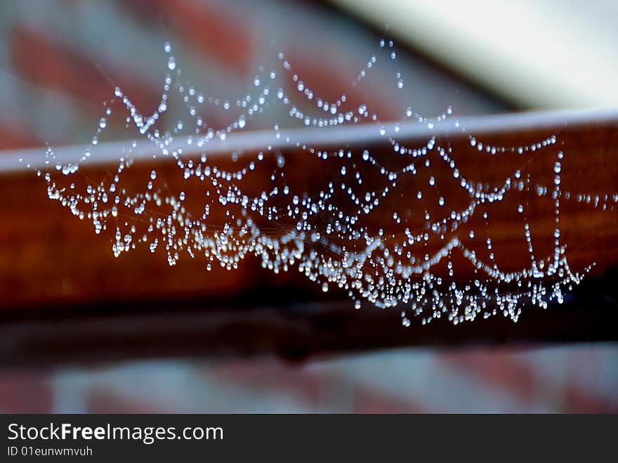 Wet spider web hangs heavy after rainfall. Wet spider web hangs heavy after rainfall