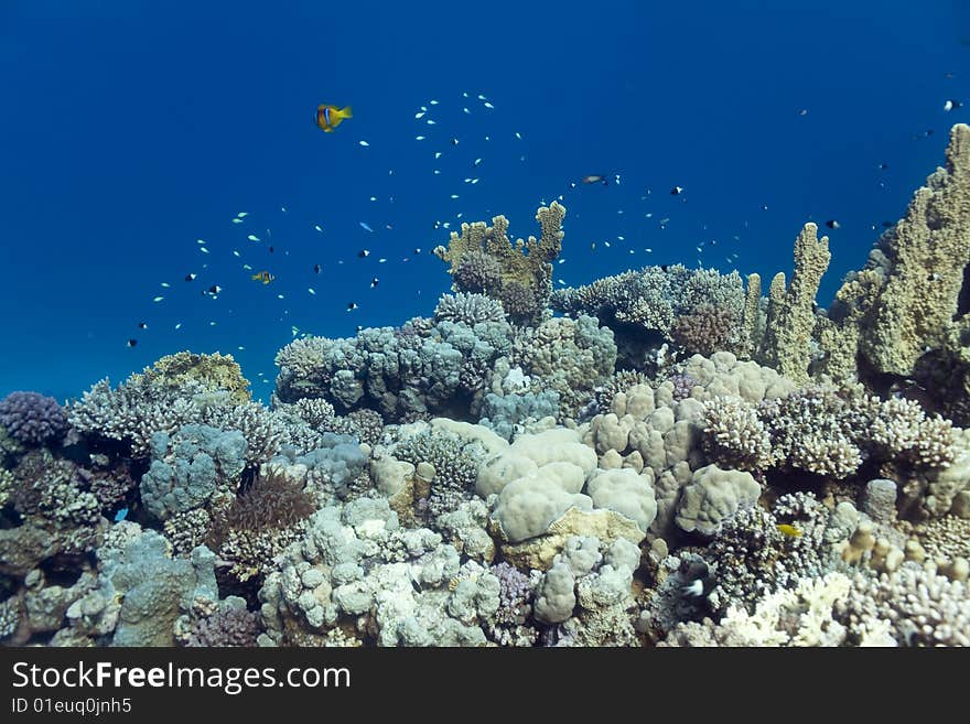 Colorful colors and fish in the Red Sea, Egypt. Colorful colors and fish in the Red Sea, Egypt