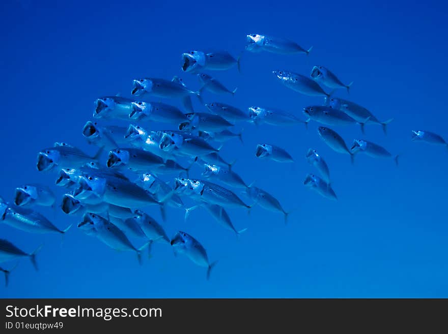 School of striped Mackerel feeding in the Red Sea, Egypt