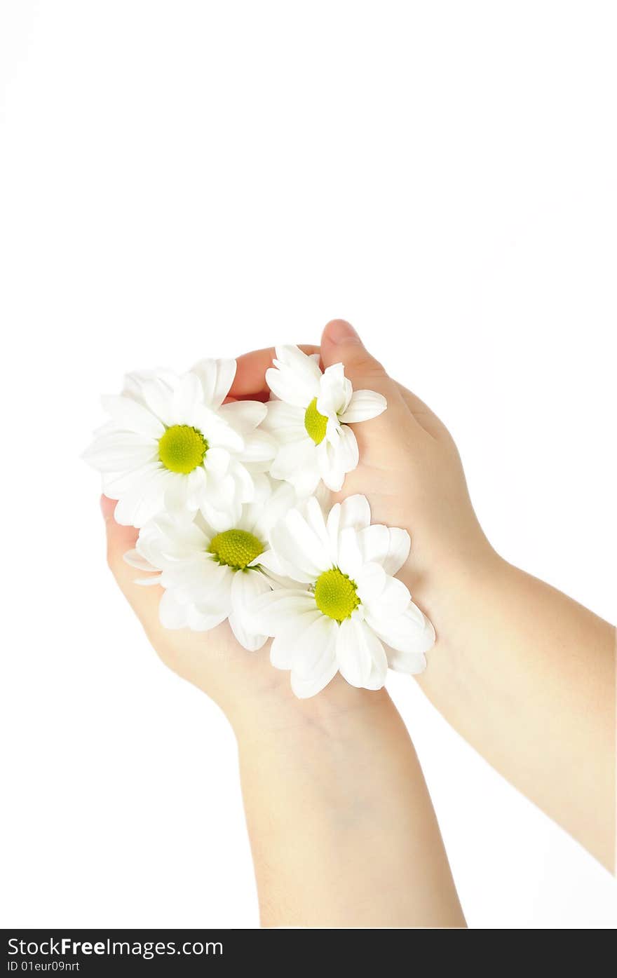 Child hand holding a chrysanthemum. Child hand holding a chrysanthemum