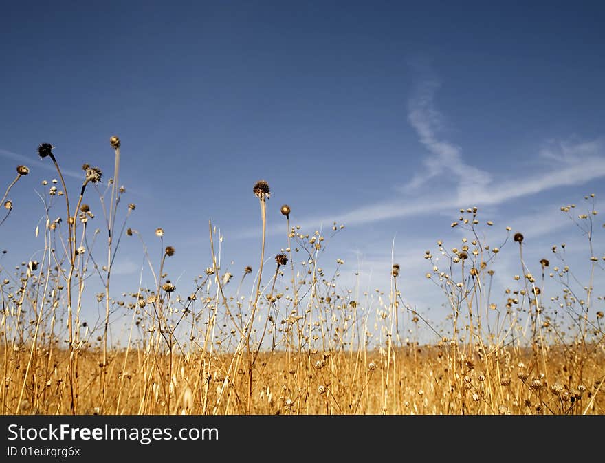 Field with oat plants ready to be harvested. Field with oat plants ready to be harvested