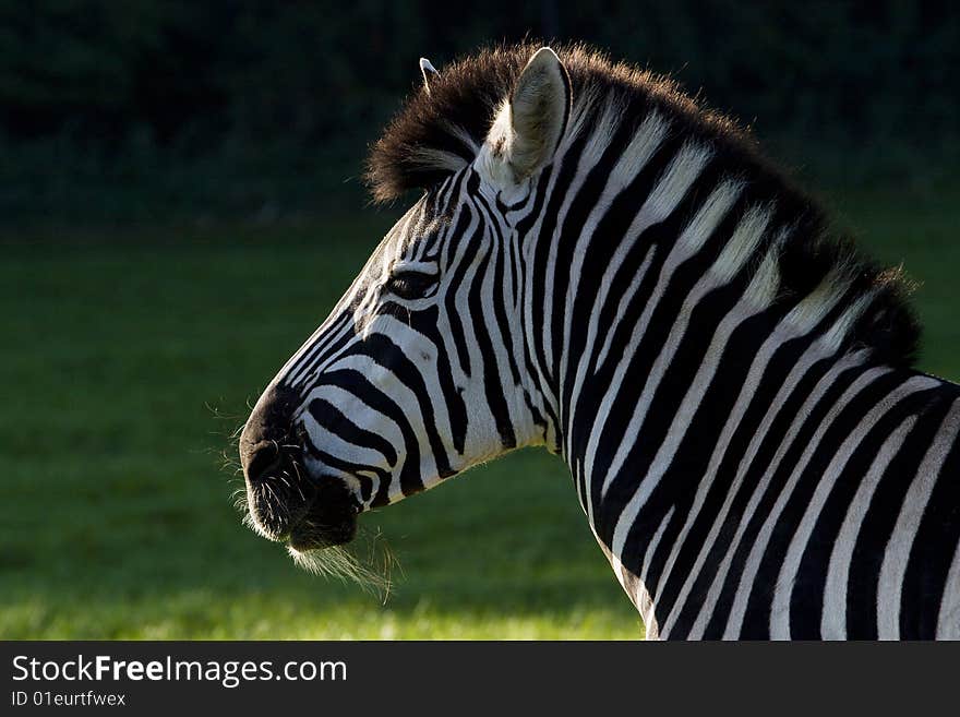 Zebra head in the sun