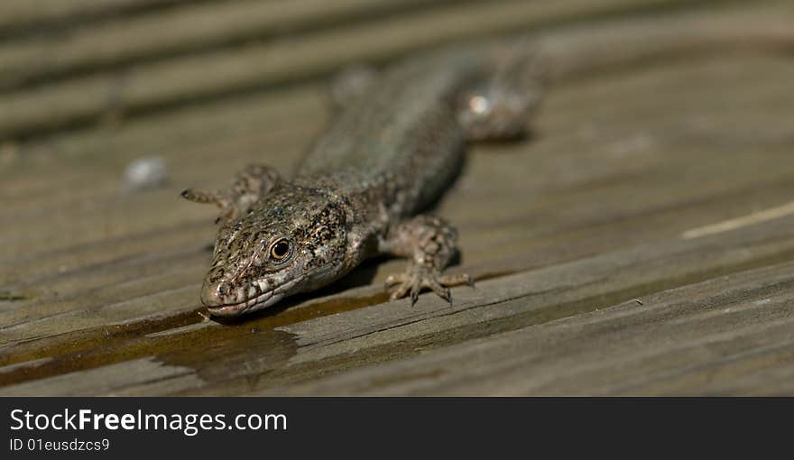 A brave thirsty lizard drinking water which landed on a wooden plateau near a pool