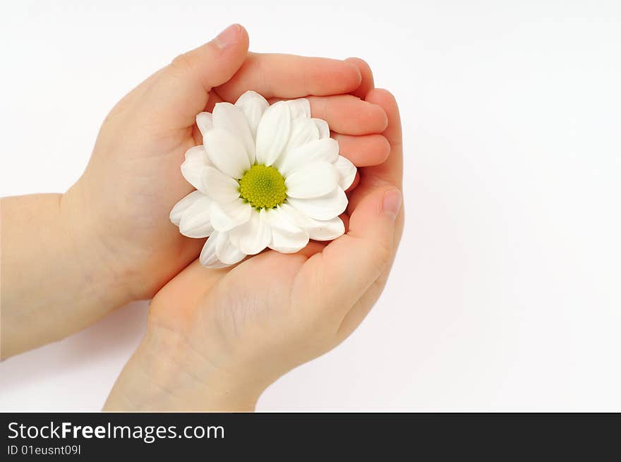 Child hand holding a chrysanthemum. Child hand holding a chrysanthemum