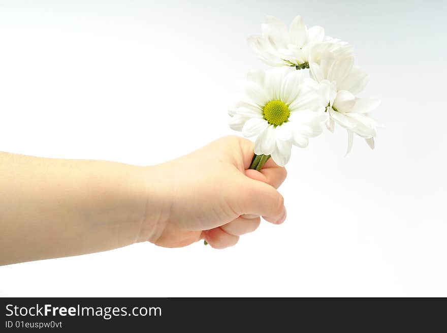 Child hand holding a chrysanthemum. Child hand holding a chrysanthemum