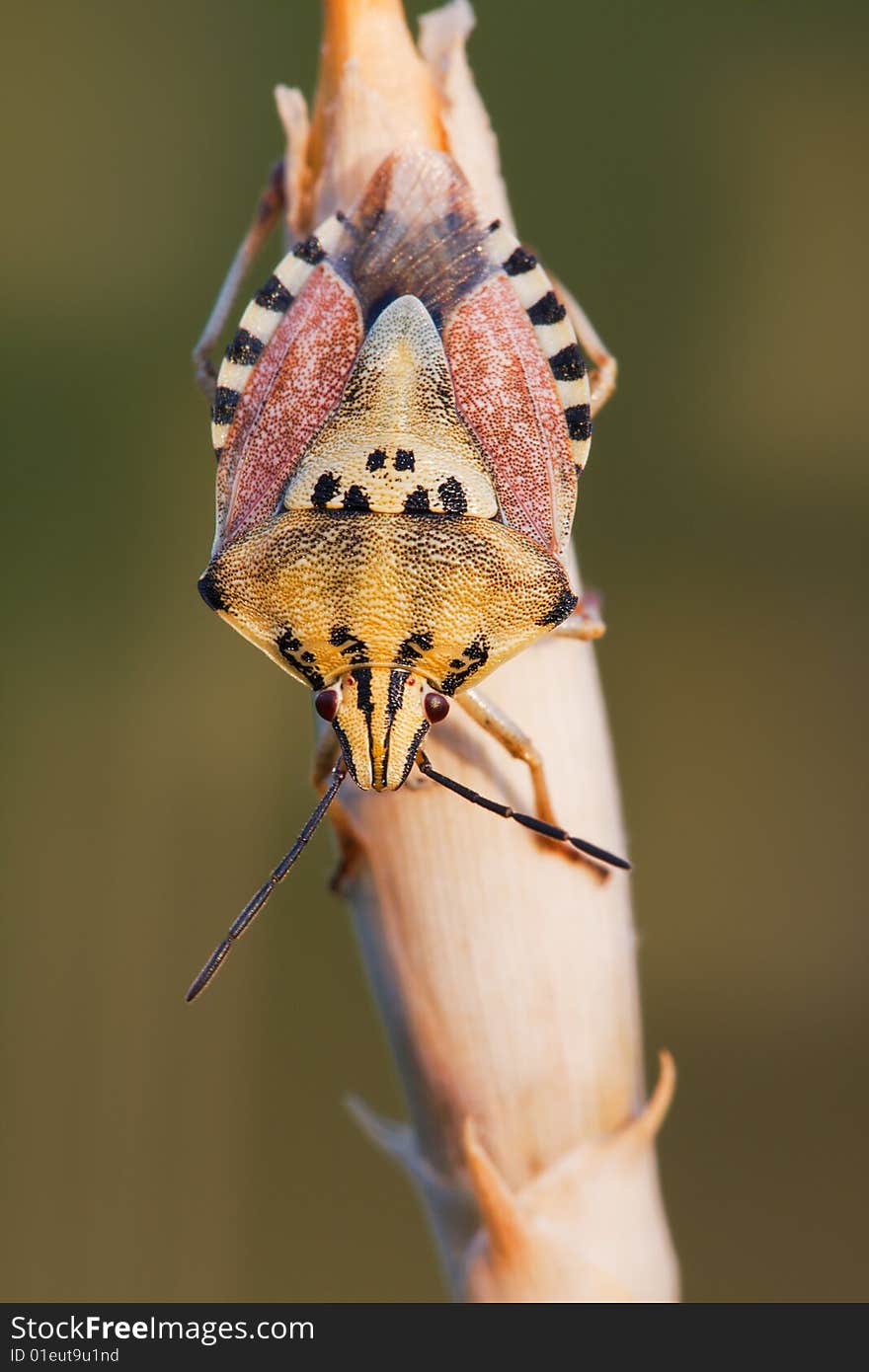 Macro Bedbug