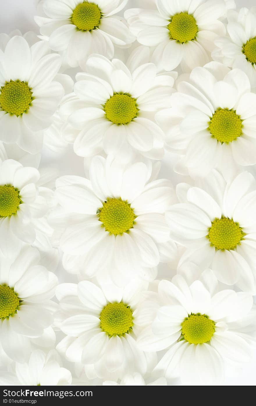 Chrysanthemum