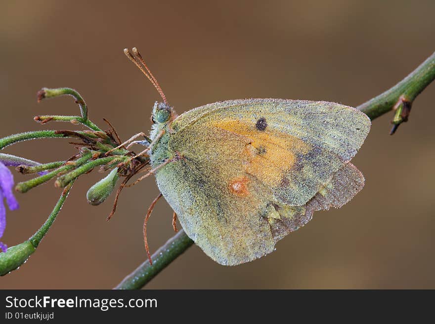 Autumn Butterfly Sitting On An Old Flower