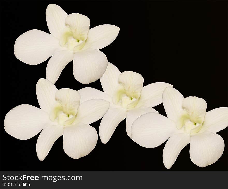 Orchid flowers