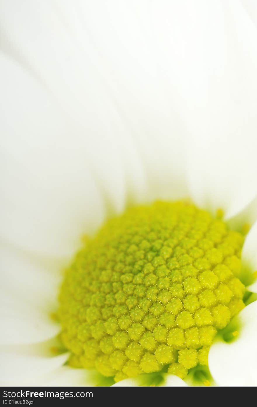 Chrysanthemum