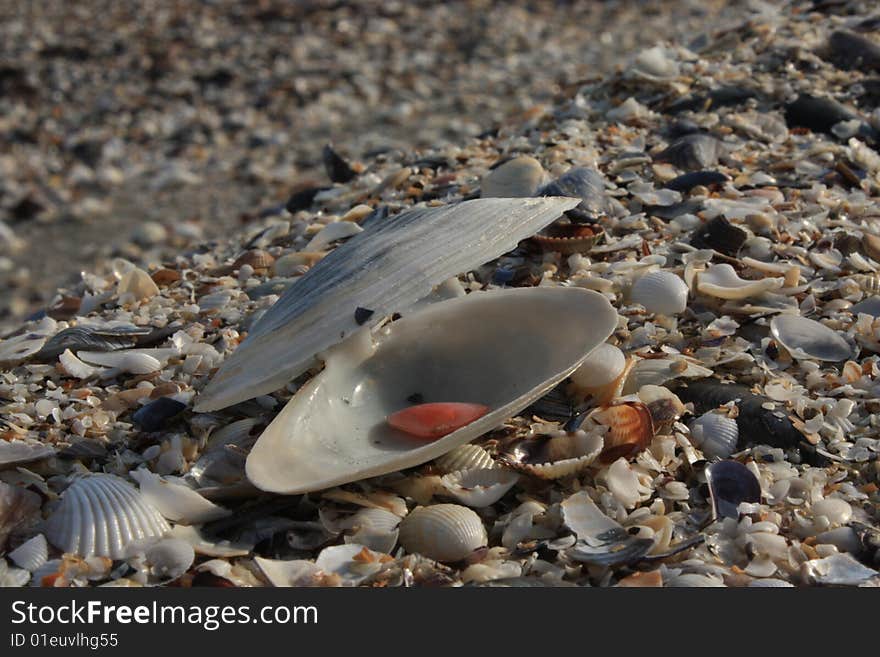 On a beach full of shells out the best in evidence. On a beach full of shells out the best in evidence.