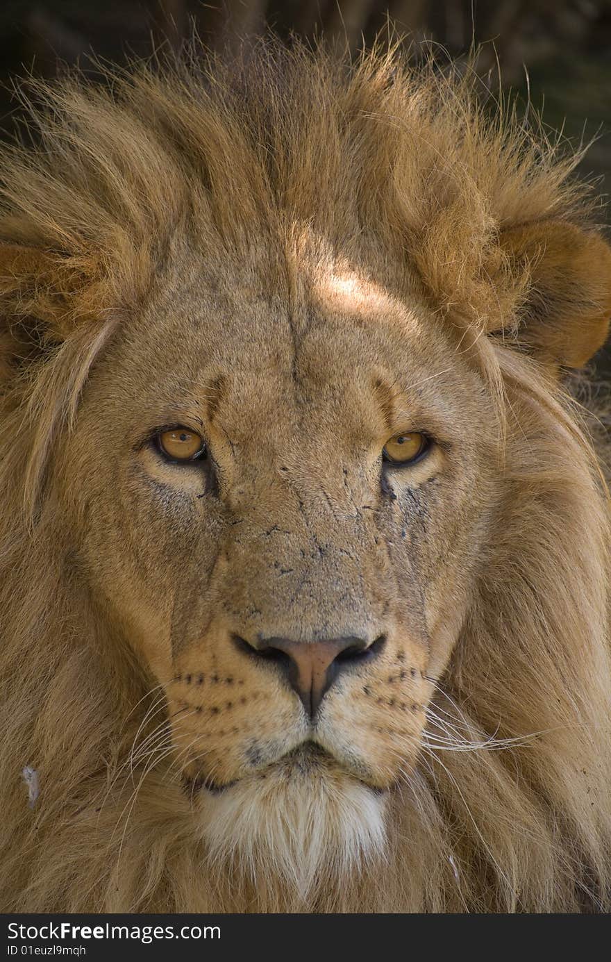 Full face portrait of male African Lion. Full face portrait of male African Lion