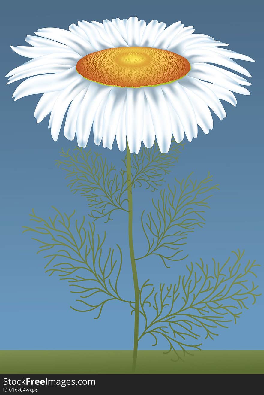 Large daisy flower on a blue background. Large daisy flower on a blue background