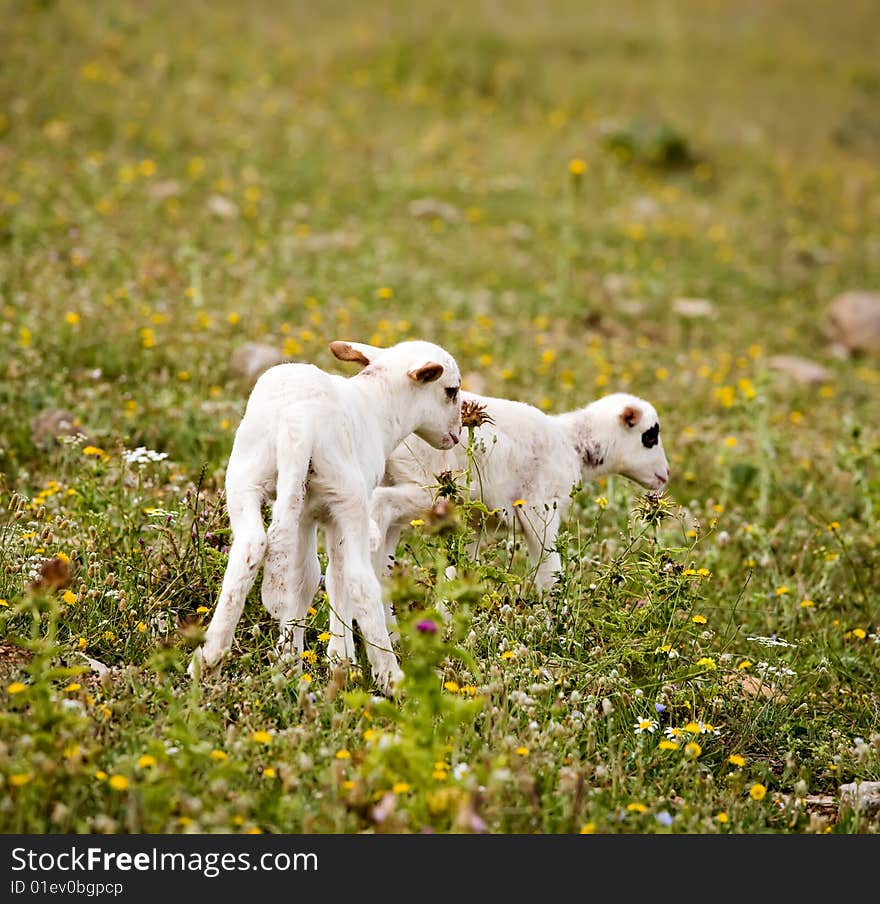 Two cute little lambs on meadow