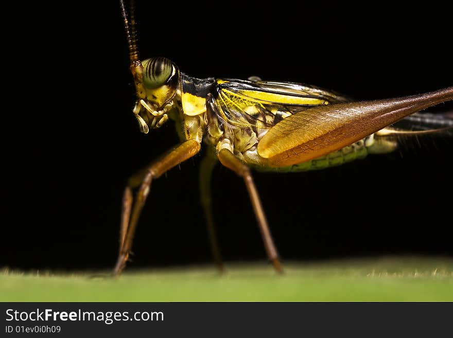 Yellow Cricket side view Macro over black background