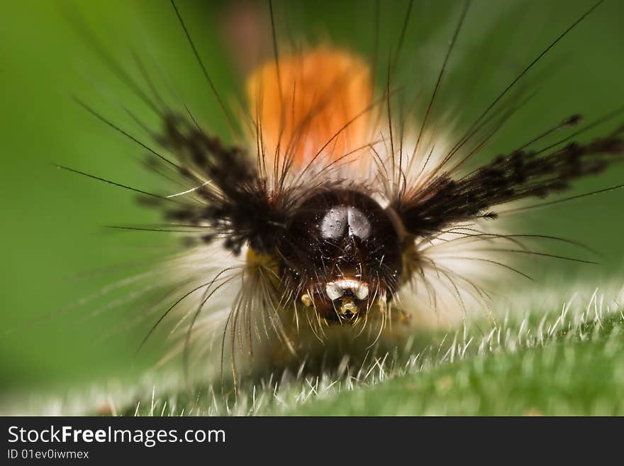 Caterpillar face macro over green background