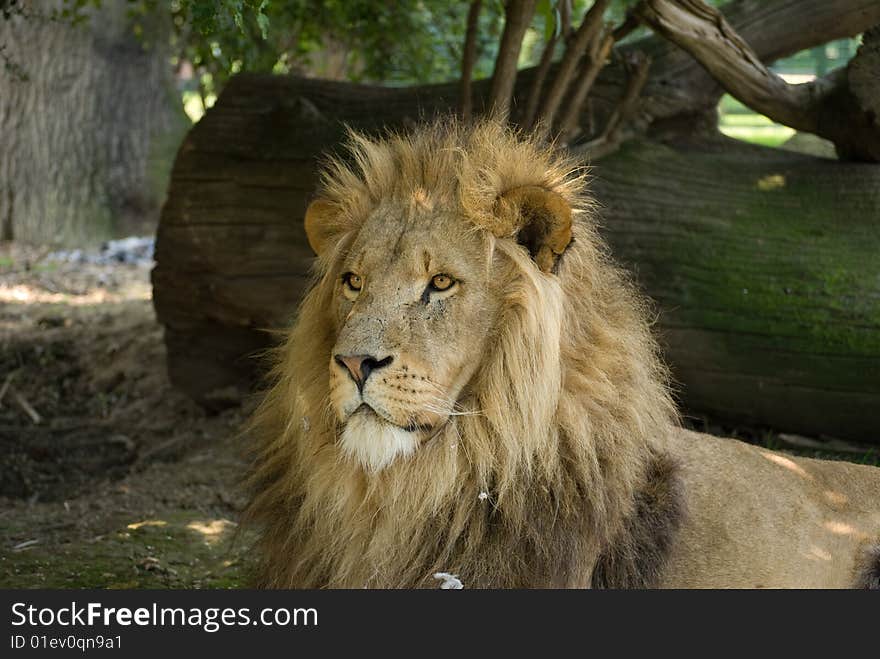 Male African Lion portrait in profile. Male African Lion portrait in profile