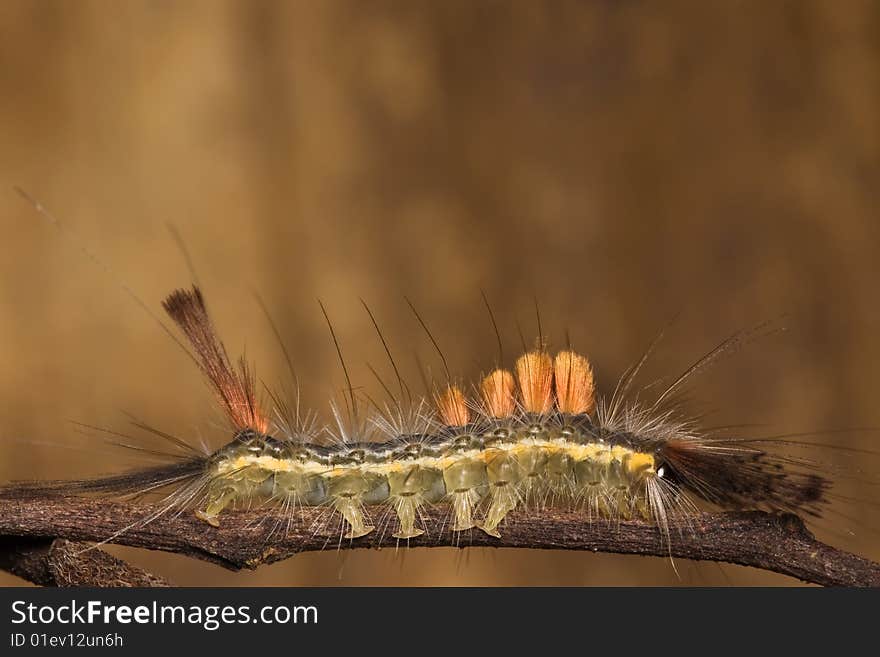 Caterpillar side view macro over green background