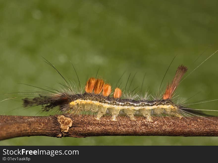 Caterpillar side view macro over green background